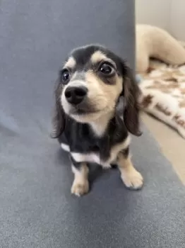 N.H 様のお迎えした子犬