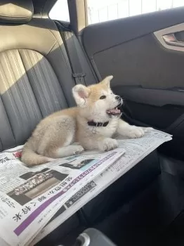 W.N 様のお迎えした子犬