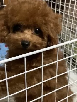キラパパ 様のお迎えした子犬