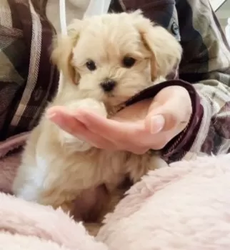 Ｋ 様のお迎えした子犬