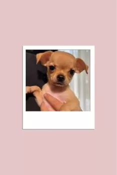 K 様のお迎えした子犬