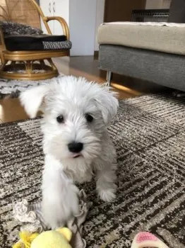 ソルト 様のお迎えした子犬