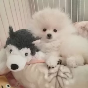 リリママ 様のお迎えした子犬
