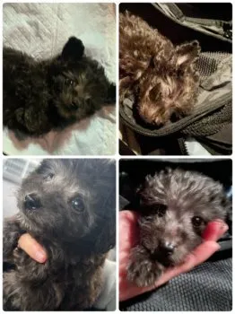 おが 様のお迎えした子犬