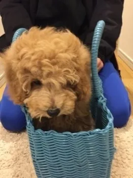 F.Y 様のお迎えした子犬