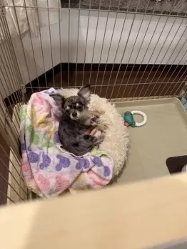 Y.N 様のお迎えした子犬