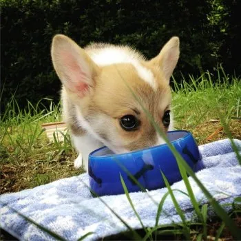 ケンイチ 様のお迎えした子犬