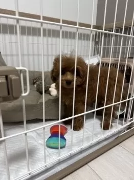 J.K 様のお迎えした子犬