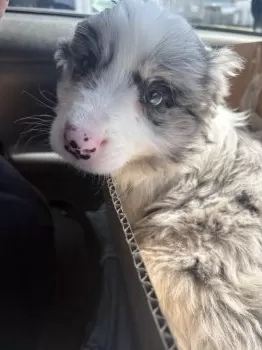 u 様のお迎えした子犬