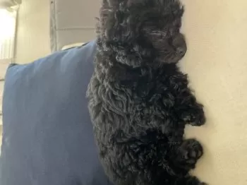 S.Y 様のお迎えした子犬
