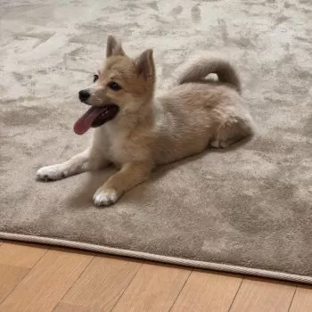 おしず 様のお迎えした子犬