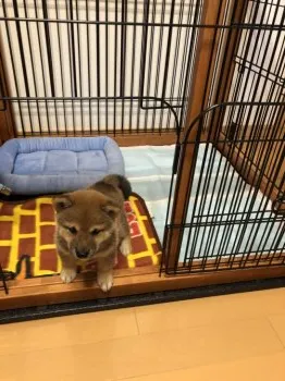 まつ 様のお迎えした子犬