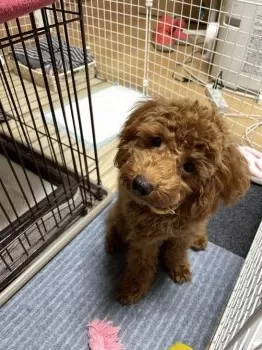 心結 様のお迎えした子犬