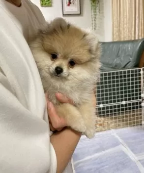 ちは 様のお迎えした子犬