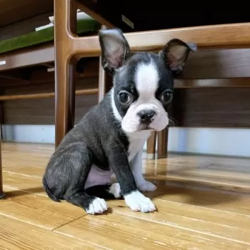 M.O 様のお迎えした子犬