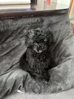 そら 様のお迎えした子犬
