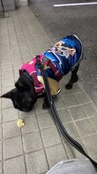 時岡 様のお迎えした子犬