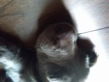 Y.T 様のお迎えした子犬