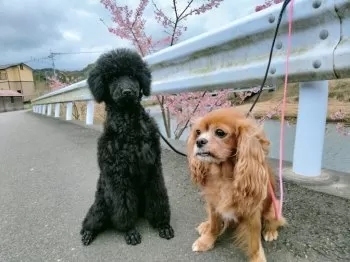 ちむちむ 様のお迎えした子犬