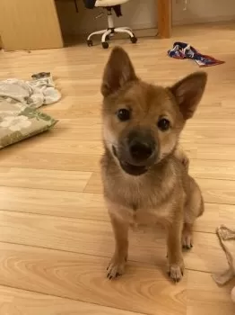 オークルリハナ 様のお迎えした子犬