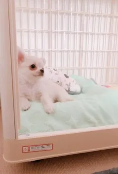 Haniファミリー 様のお迎えした子犬