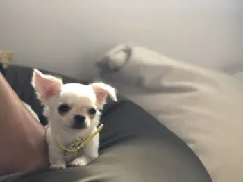 サトー 様のお迎えした子犬