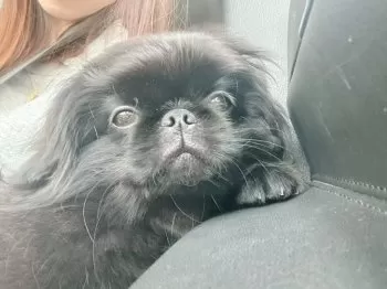 M.T 様のお迎えした子犬