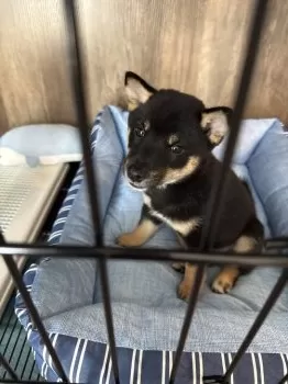 M.K 様のお迎えした子犬