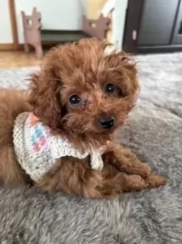N.S 様のお迎えした子犬