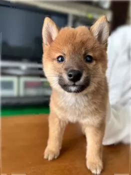 A.S 様のお迎えした子犬
