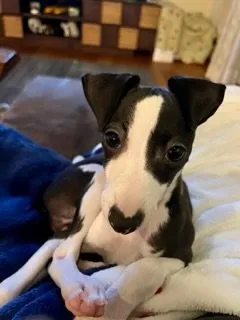 N.E 様のお迎えした子犬