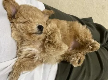 Y.Y 様のお迎えした子犬