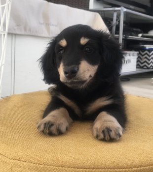 ミニチュアダックスフンドの子犬をお迎えいただいたお客様の声 口コミ 評判 全2 921件中 631 660件目を表示 みんなのブリーダー みんなのブリーダー ミニチュアダックスフンドの子犬をお迎えいただいたお客様の声 口コミ 評判 全2 921件中 631 660件目を表示 みんなのブリーダー みんなのブリーダー