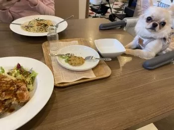R.S 様のお迎えした子犬