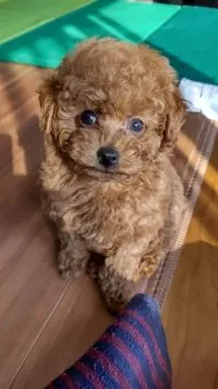 つばみ 様のお迎えした子犬