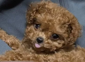 エス 様のお迎えした子犬