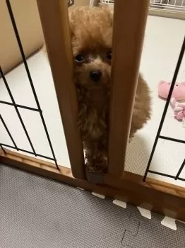イチケン 様のお迎えした子犬