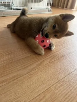 K.K 様のお迎えした子犬