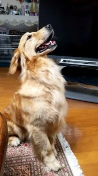 MTsmile 様のお迎えした子犬