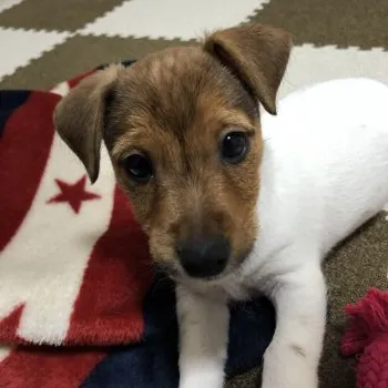 Y.A 様のお迎えした子犬