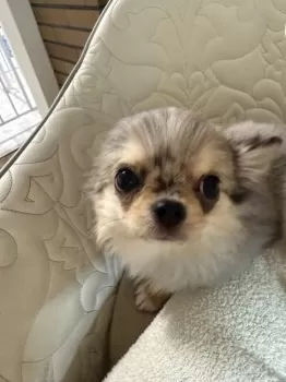 Y.M 様のお迎えした子犬