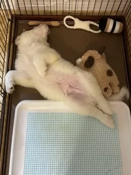 S.K 様のお迎えした子犬