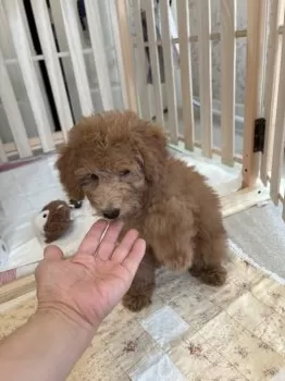 桃杏栗 様のお迎えした子犬