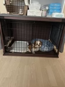 M.S 様のお迎えした子犬