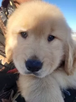 M.K 様のお迎えした子犬