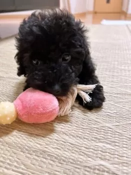 てつ 様のお迎えした子犬