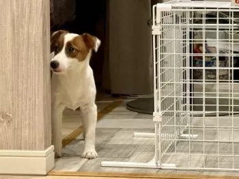 A.K 様のお迎えした子犬