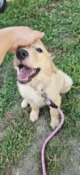 A.T 様のお迎えした子犬