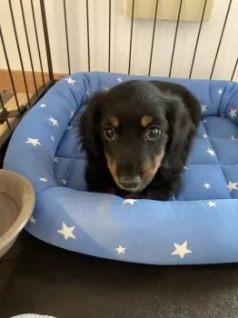 くーママ 様のお迎えした子犬