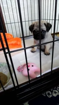 マサヒコ 様のお迎えした子犬